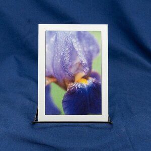 Macro Floral Photo 5x7, Iris with Raindrops, Art, Photographic Print